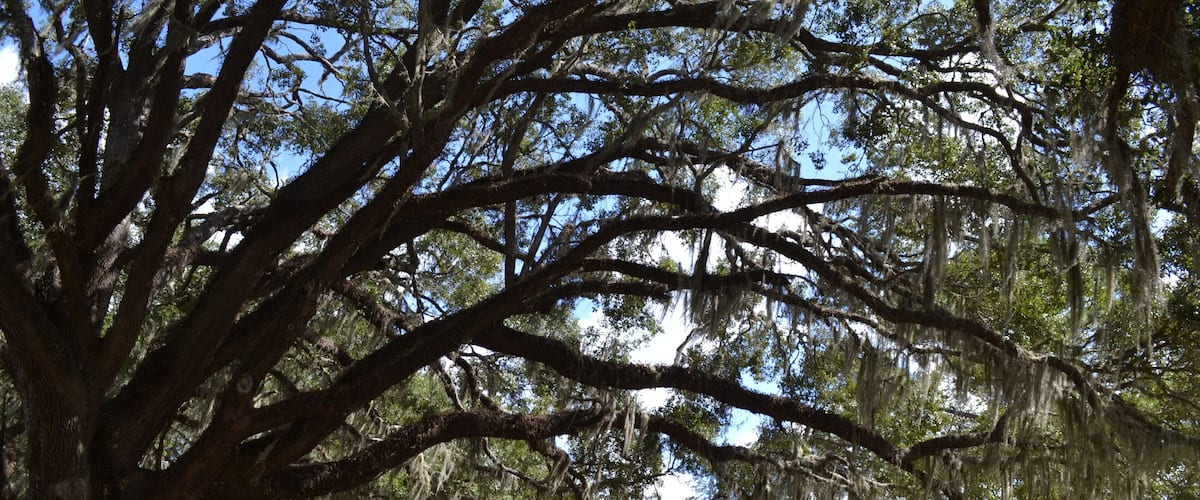 Amazing giant trees with Spanish moos at the old plantation estate in south Texas