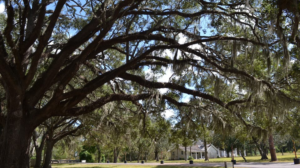 A park with large trees and a house in the background.