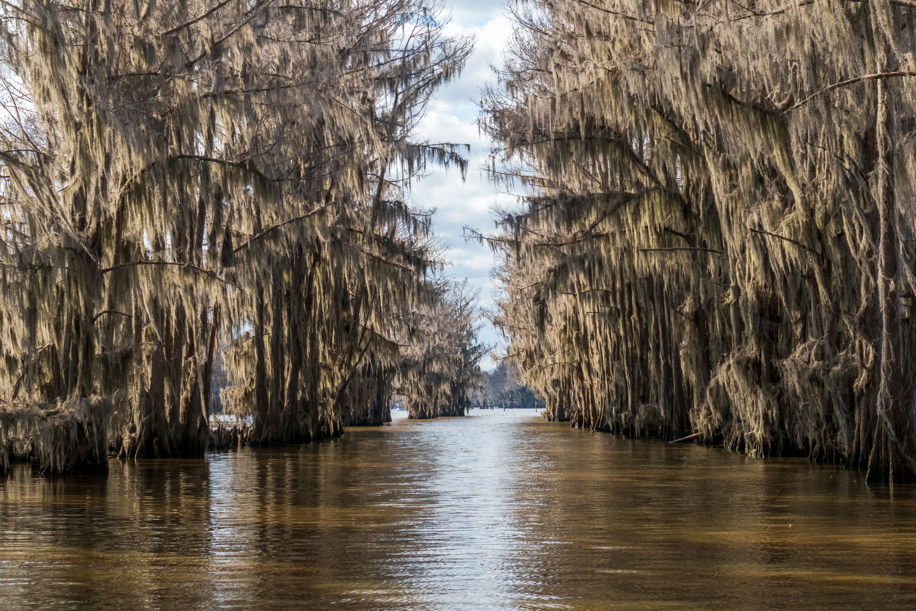 Beautiful cypress trees on Caddo Lake, Texas, on a winter morning