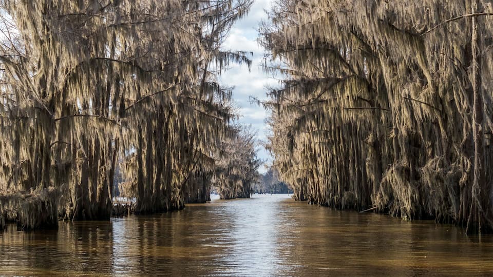 A river flanked by trees with Spanish moss.