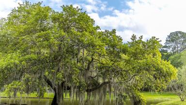 Old single life oak trees with hanging spanish moss reflecting in a pond, southern living