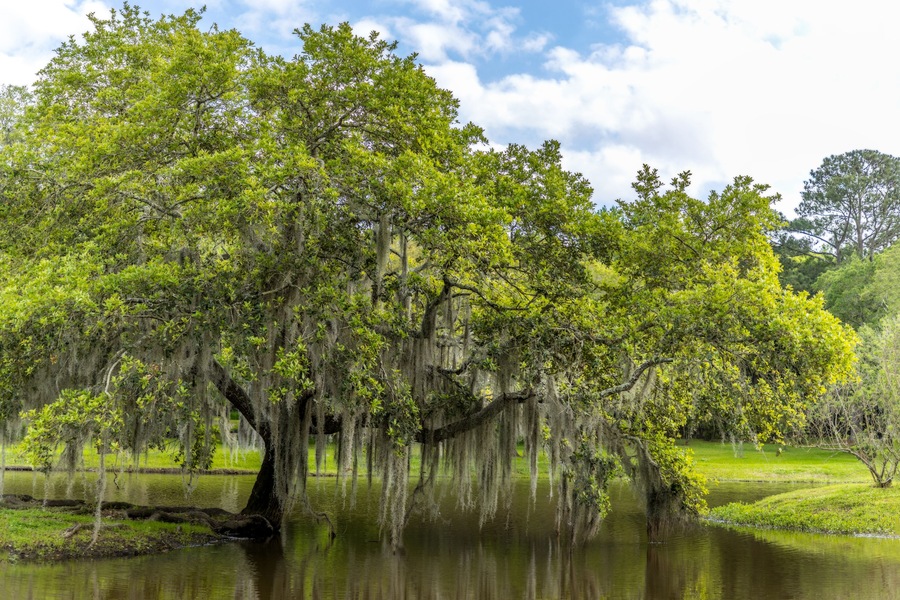 Old single life oak trees with hanging spanish moss reflecting in a pond, southern living