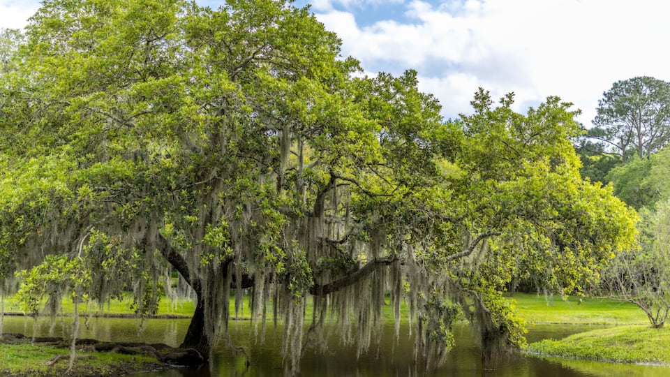 A large tree with Spanish moss overhanging a calm body of water.