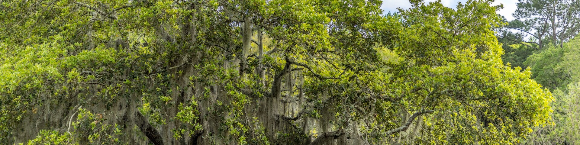 Old single life oak trees with hanging spanish moss reflecting in a pond, southern living