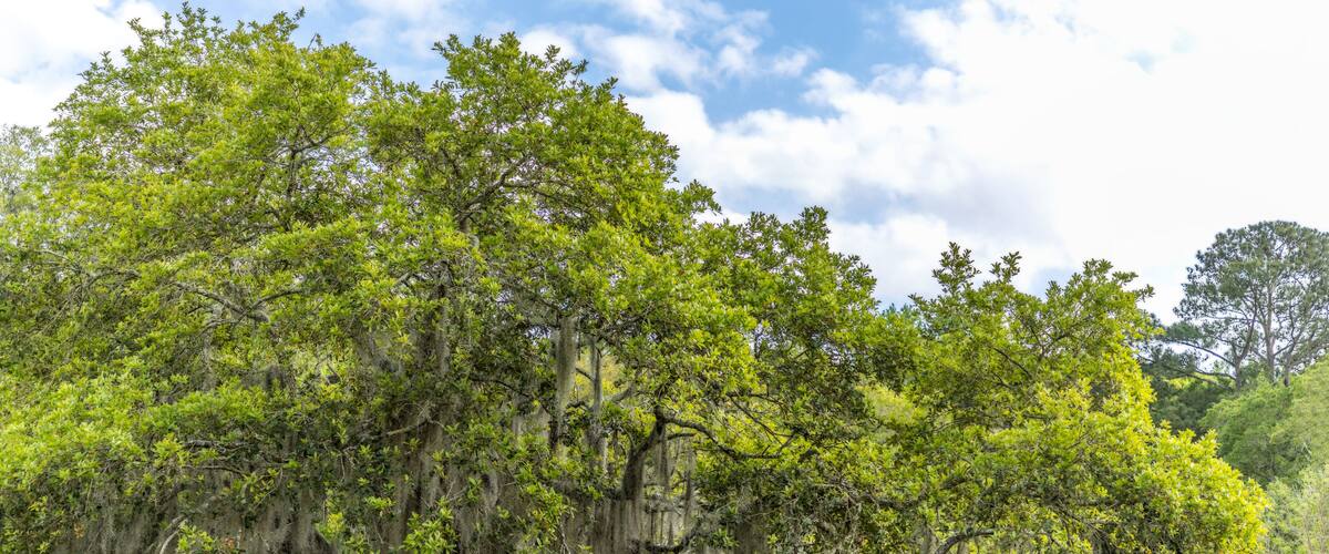 A large tree with Spanish moss overhanging a calm body of water.