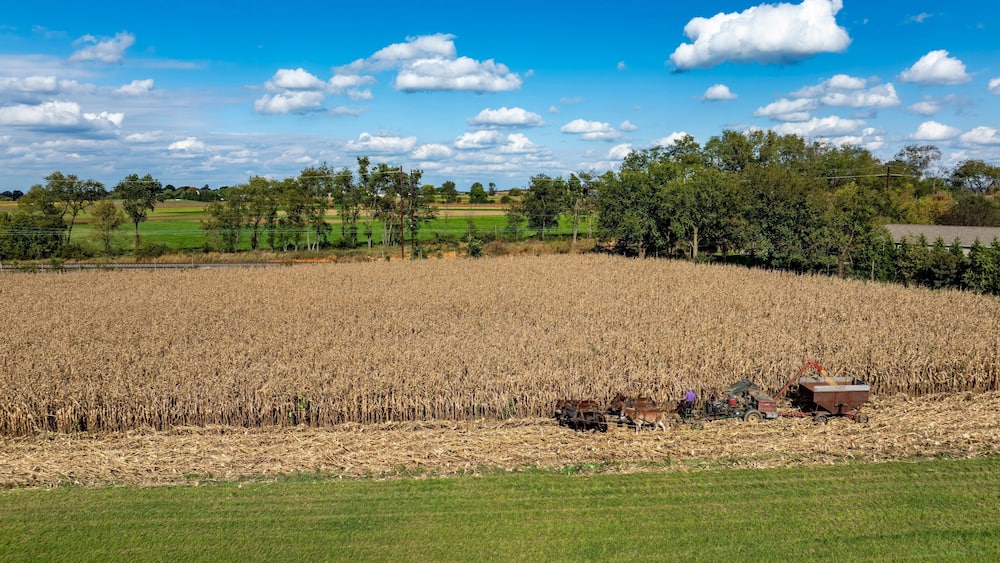 Un vaste champ de maïs, avec un tracteur et une remorque au premier plan.