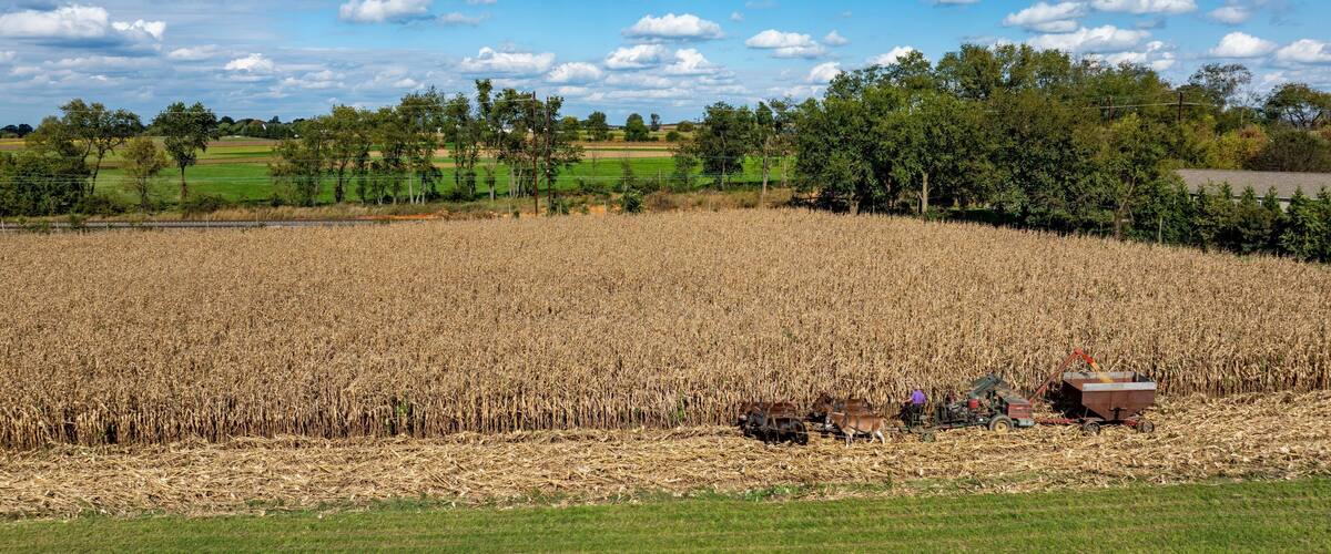 Gordonville, Pennsylvania, USA, October 8, 2023 - An Aerial View of Harvesting Cornfield with Tractors and Farm Machinery
