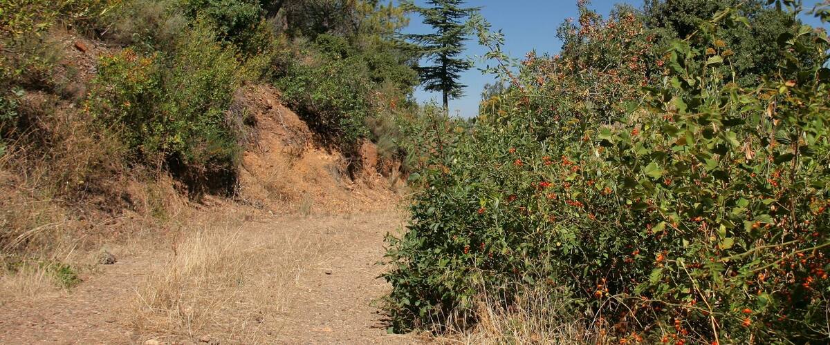 A forested hiking trail with dense vegetation and a clear blue sky.