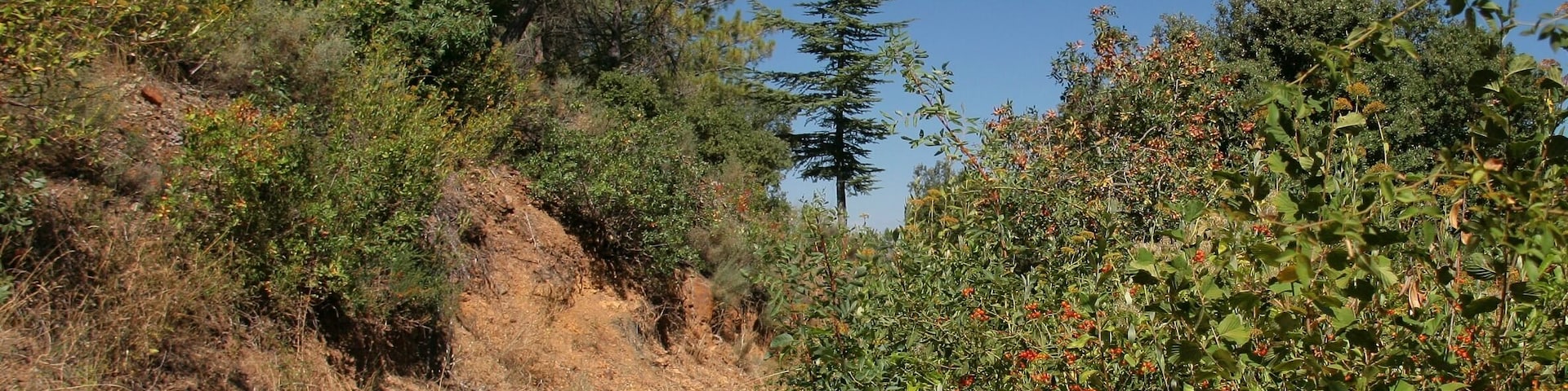 A forested hiking trail with dense vegetation and a clear blue sky.
