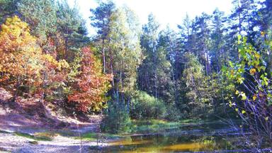 Une forêt avec un étang, des arbres aux couleurs automnales et un sentier de terre.