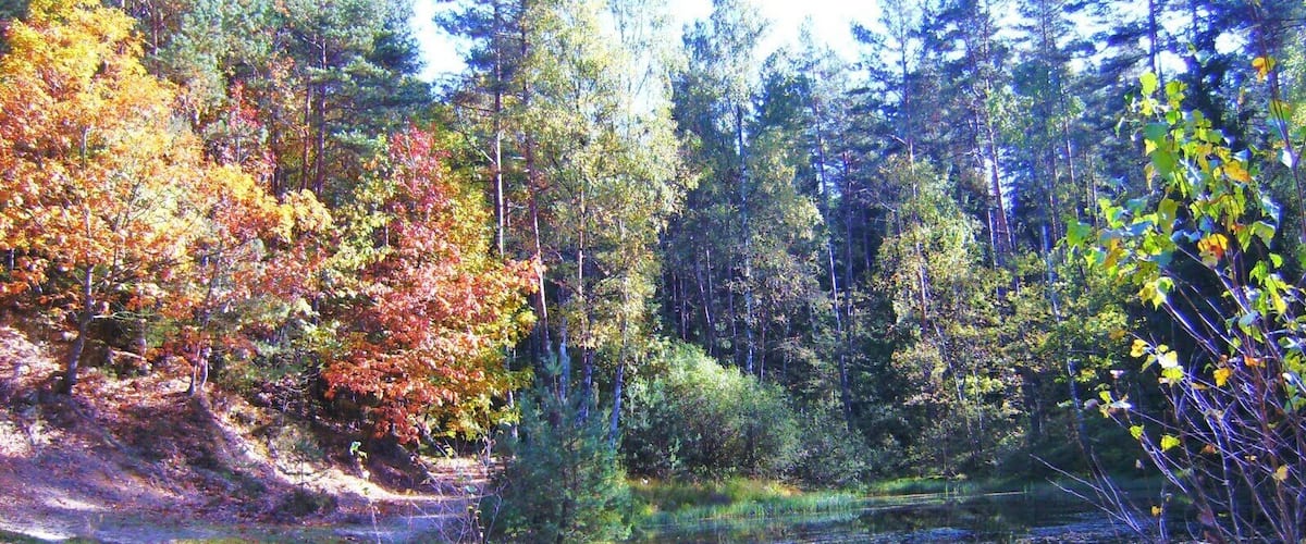A forest with a pond, autumn-colored trees, and a dirt path.