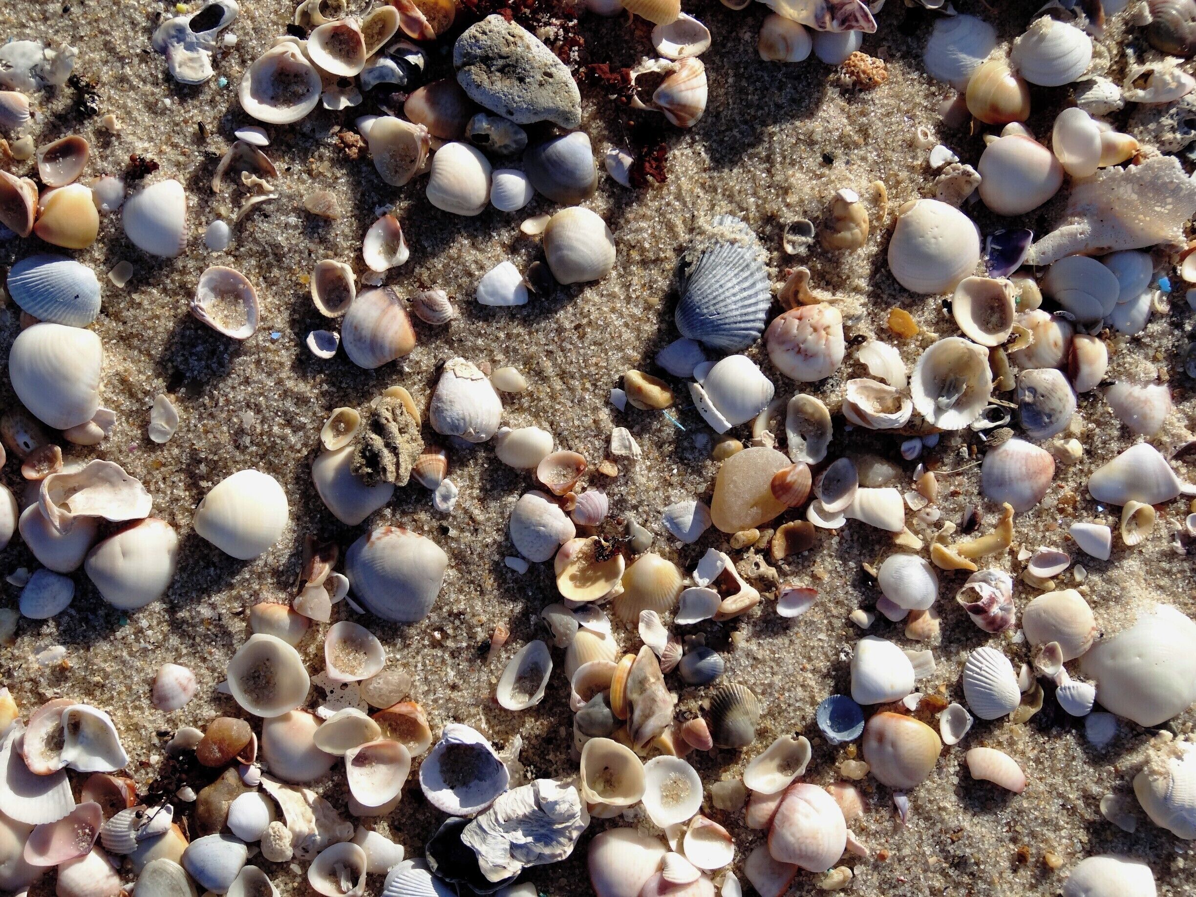 #Aquiraz #Beach
Walking on the beach

Conchas - Praia de Aquiraz.
Passeios pela praia no final do dia são sempre inspiradores. 