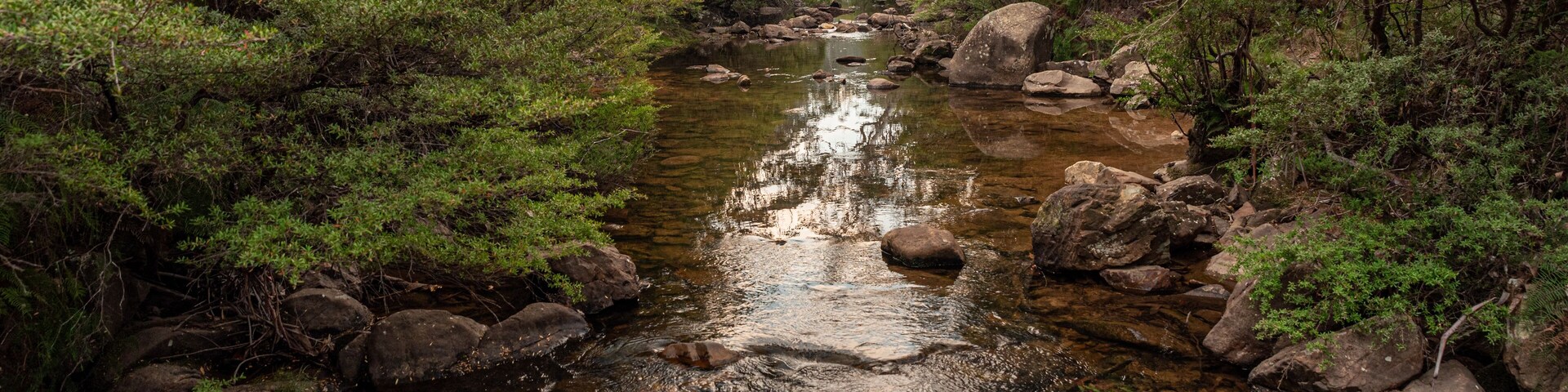 Un arroyo cristalino con rocas y abundante vegetación verde.