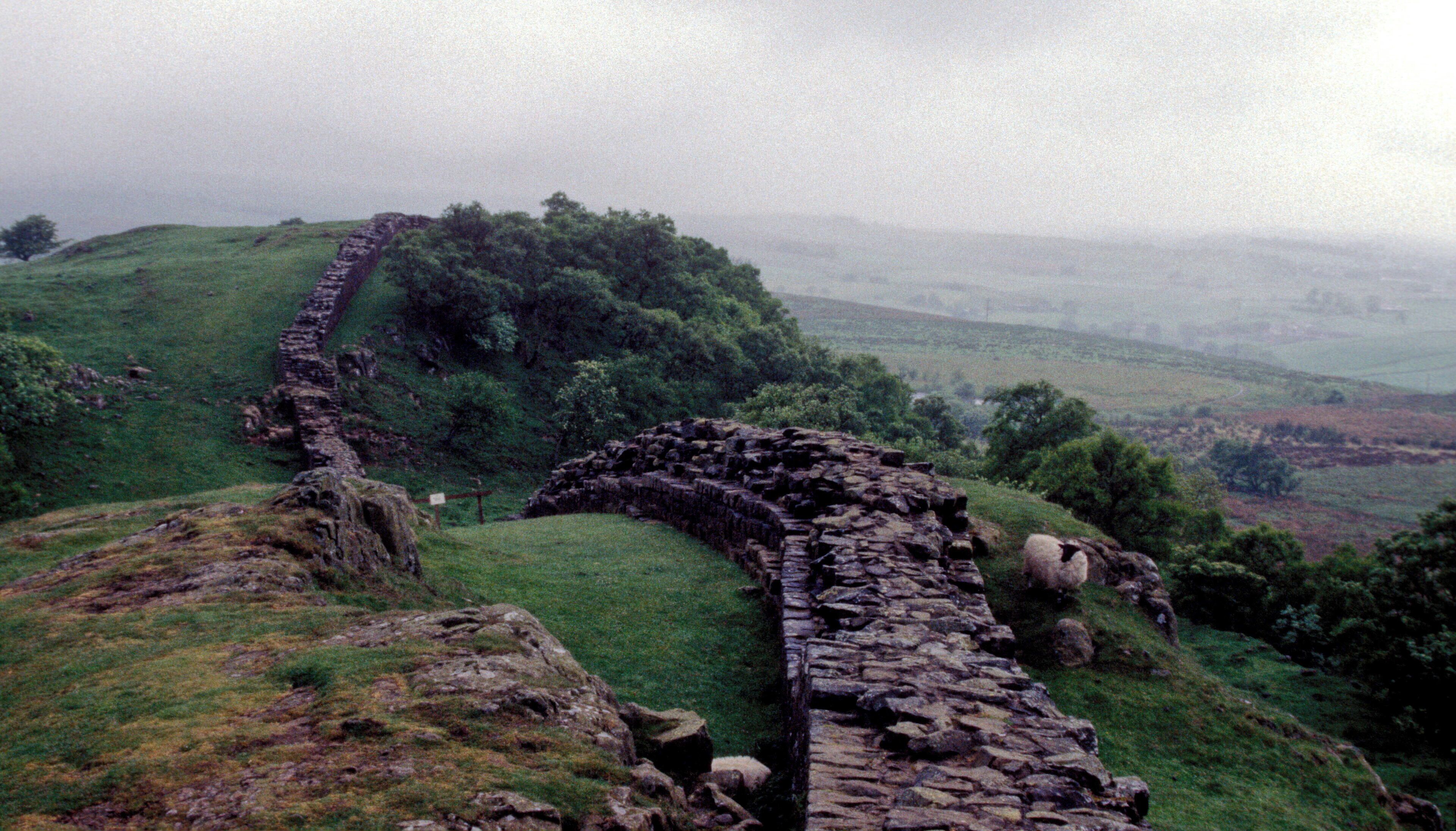 Hadrian´s Wall and sheep