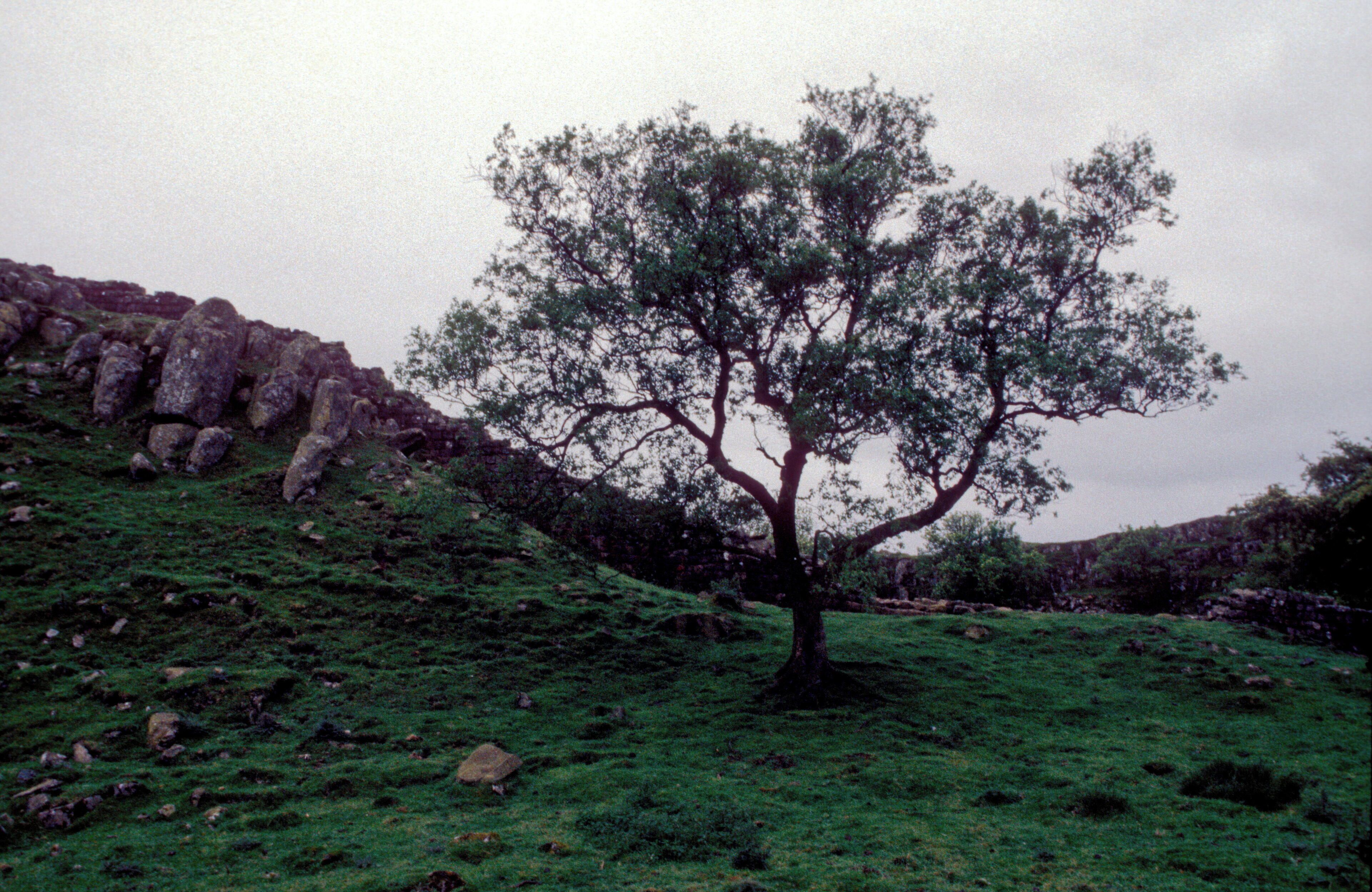 Hadrian´s Wall and Tree
