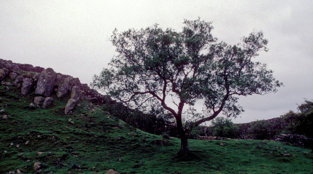 Hadrian´s Wall and Tree