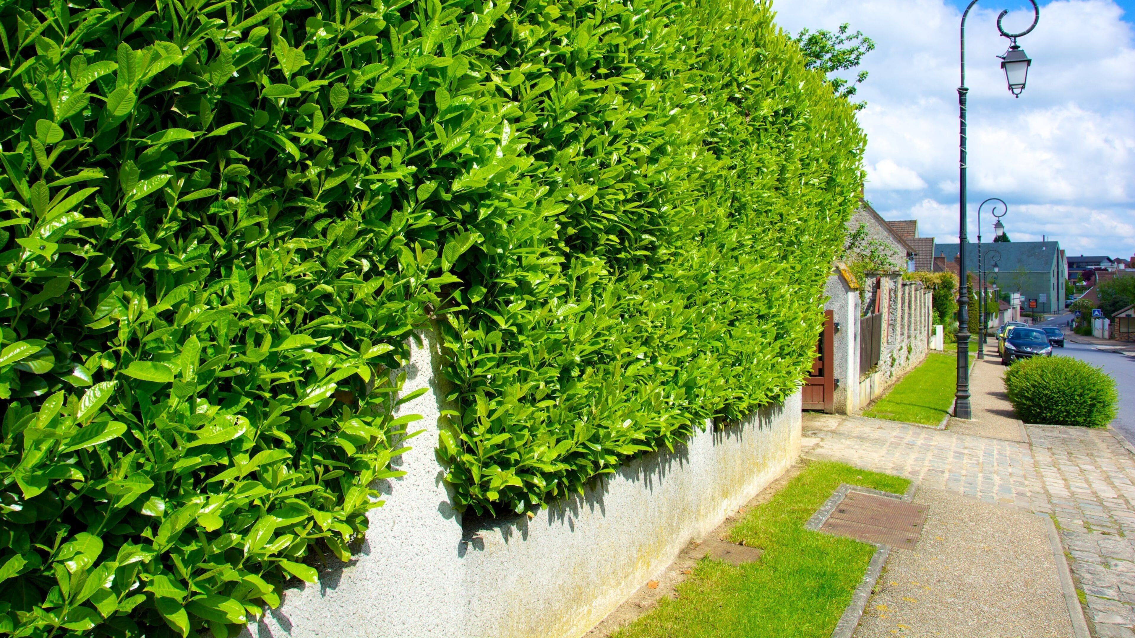A well-maintained hedge along a sidewalk in a residential area.