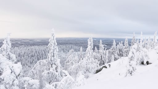 Koli