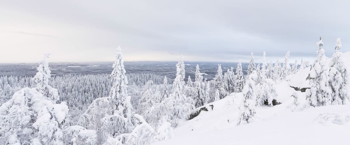 A snowy forest landscape with dense evergreen trees covered in snow.