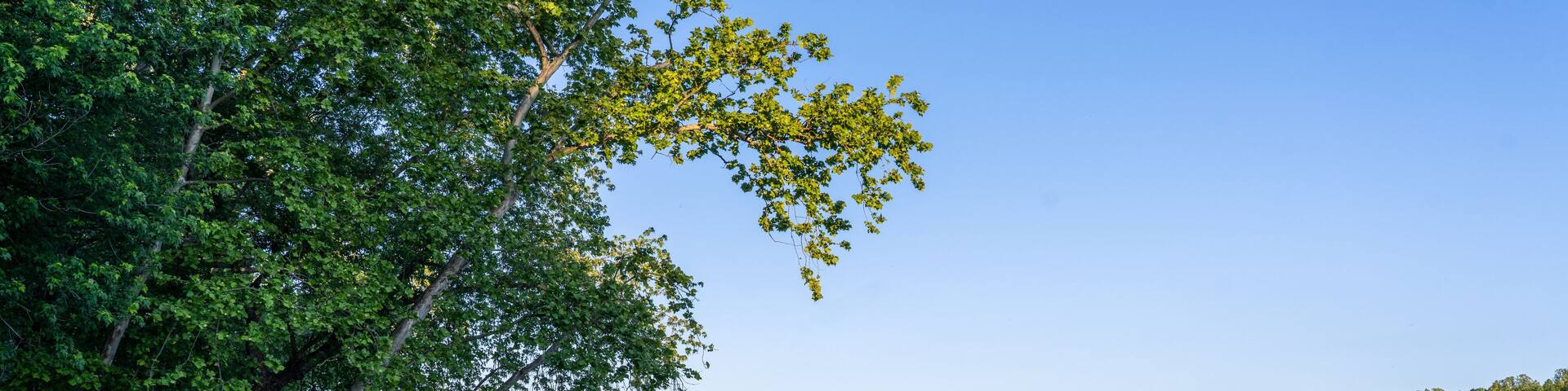 The Forested Banks of the Potomac River in Maryland During Golden Hour