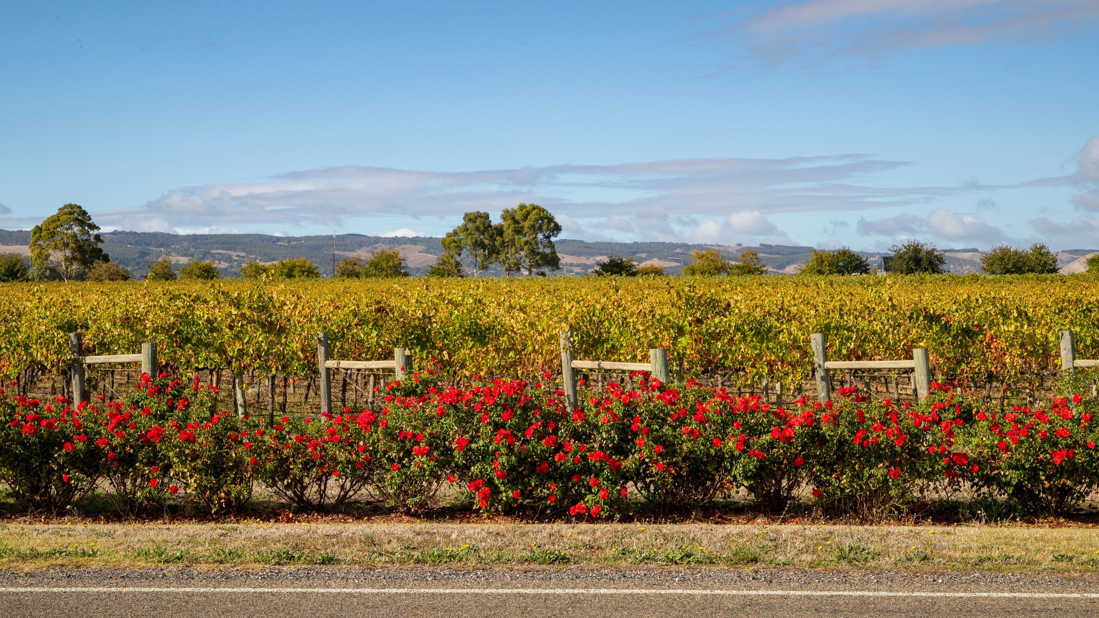 Viñedo con hileras de vid y flores rojas en primer plano, cielo despejado y colinas lejanas al fondo.