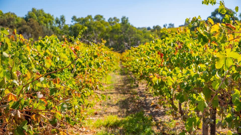 McLaren Vale showing farmland