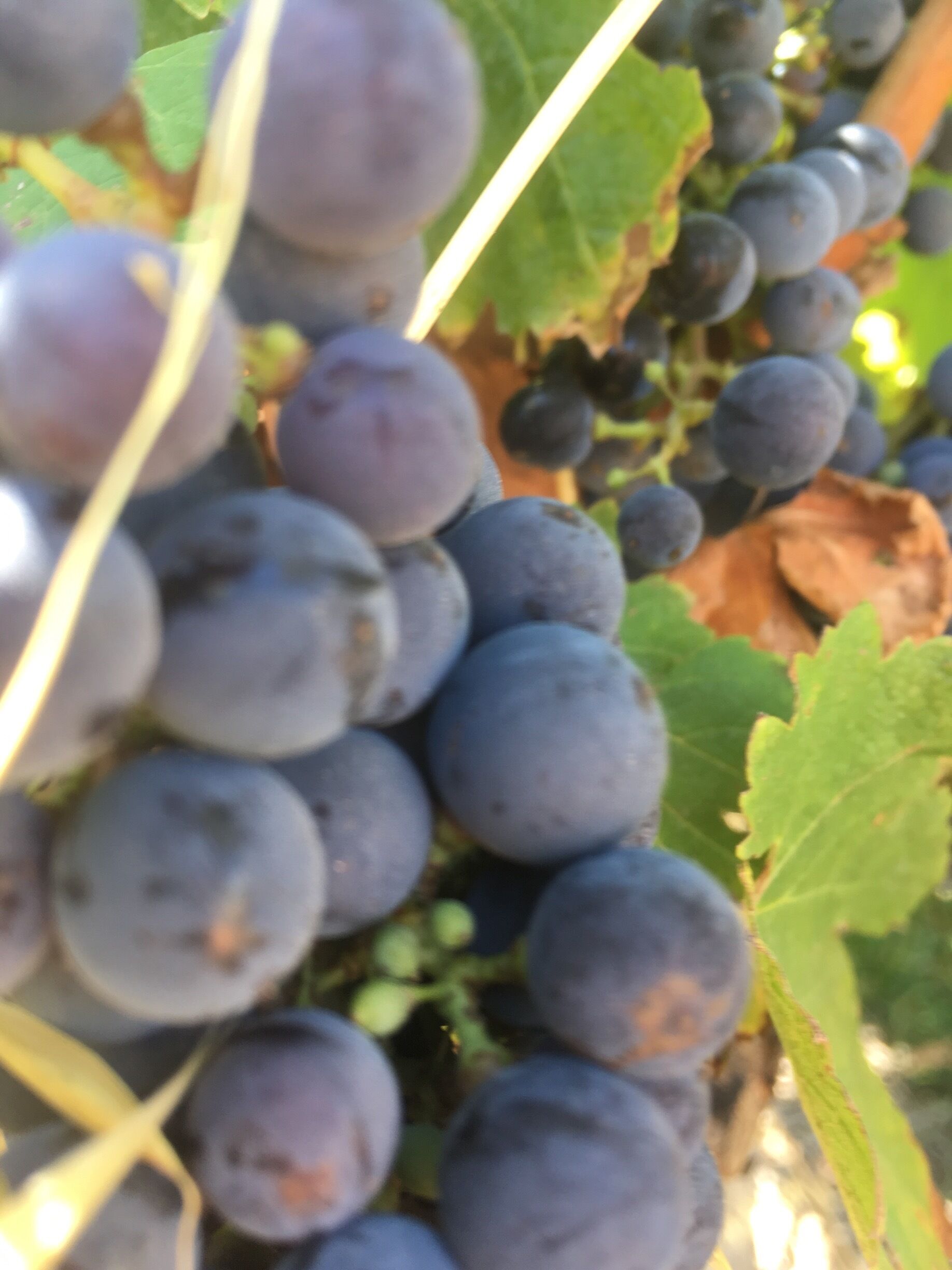 Rows and rows of grapes can be found on the vineyards in Adelaide. Well worth a drive if only for the sights and views. And if you’re into your wine, call in and have a tasting session.