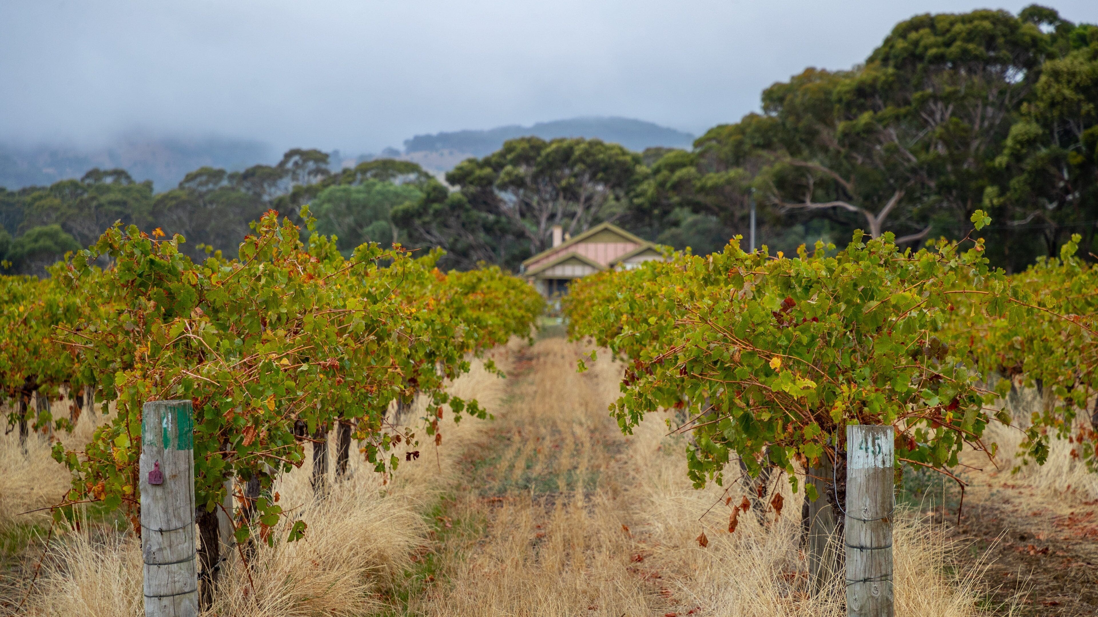 McLaren Vale featuring farmland