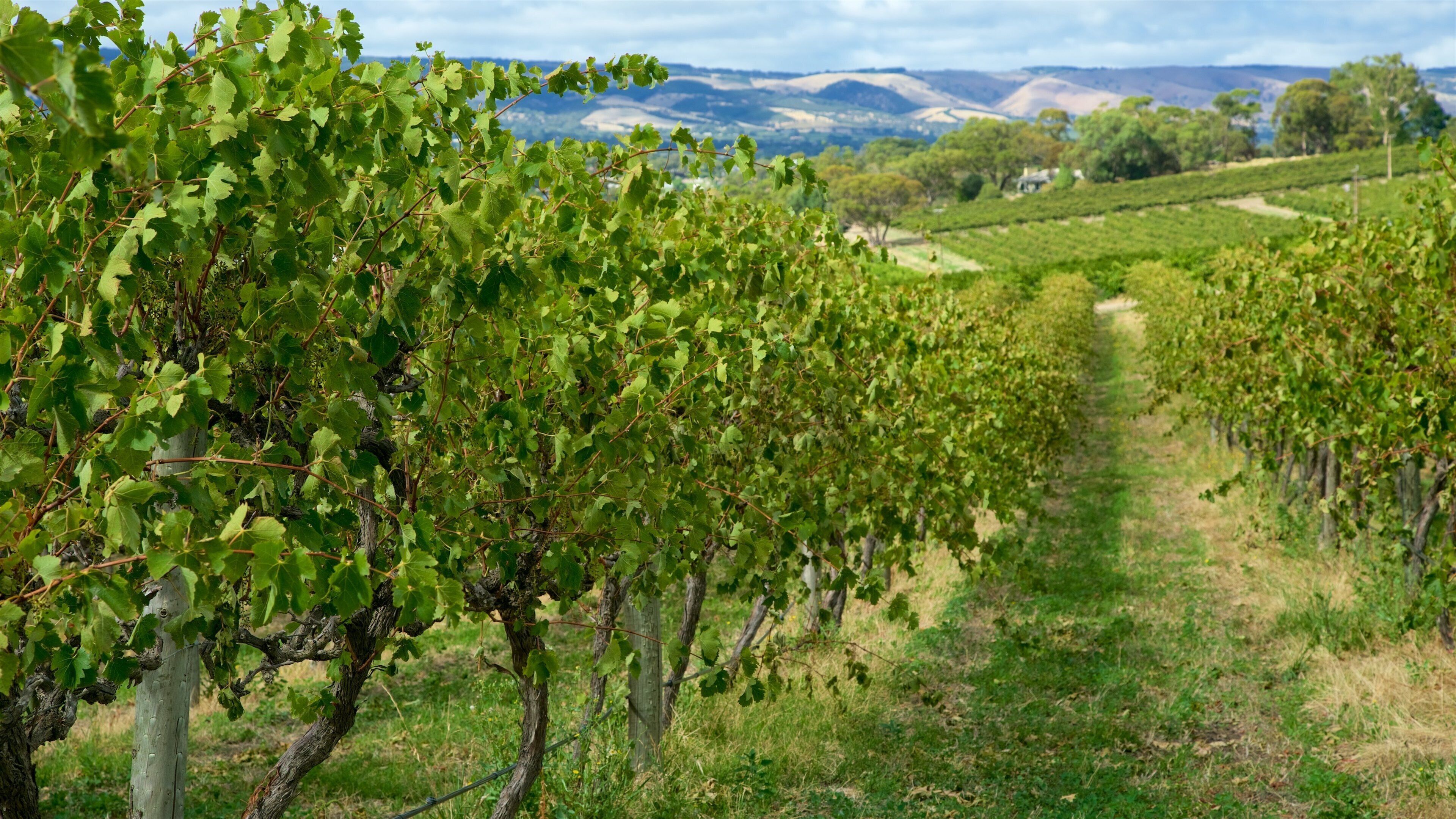 Un vignoble avec des rangées de vignes et un paysage montagneux en arrière-plan.