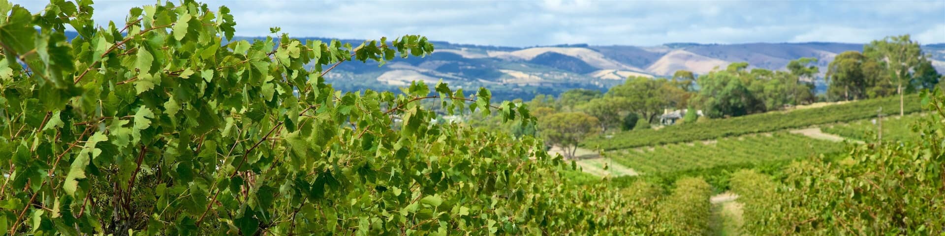 A vineyard with rows of grapevines and a mountainous landscape in the background.