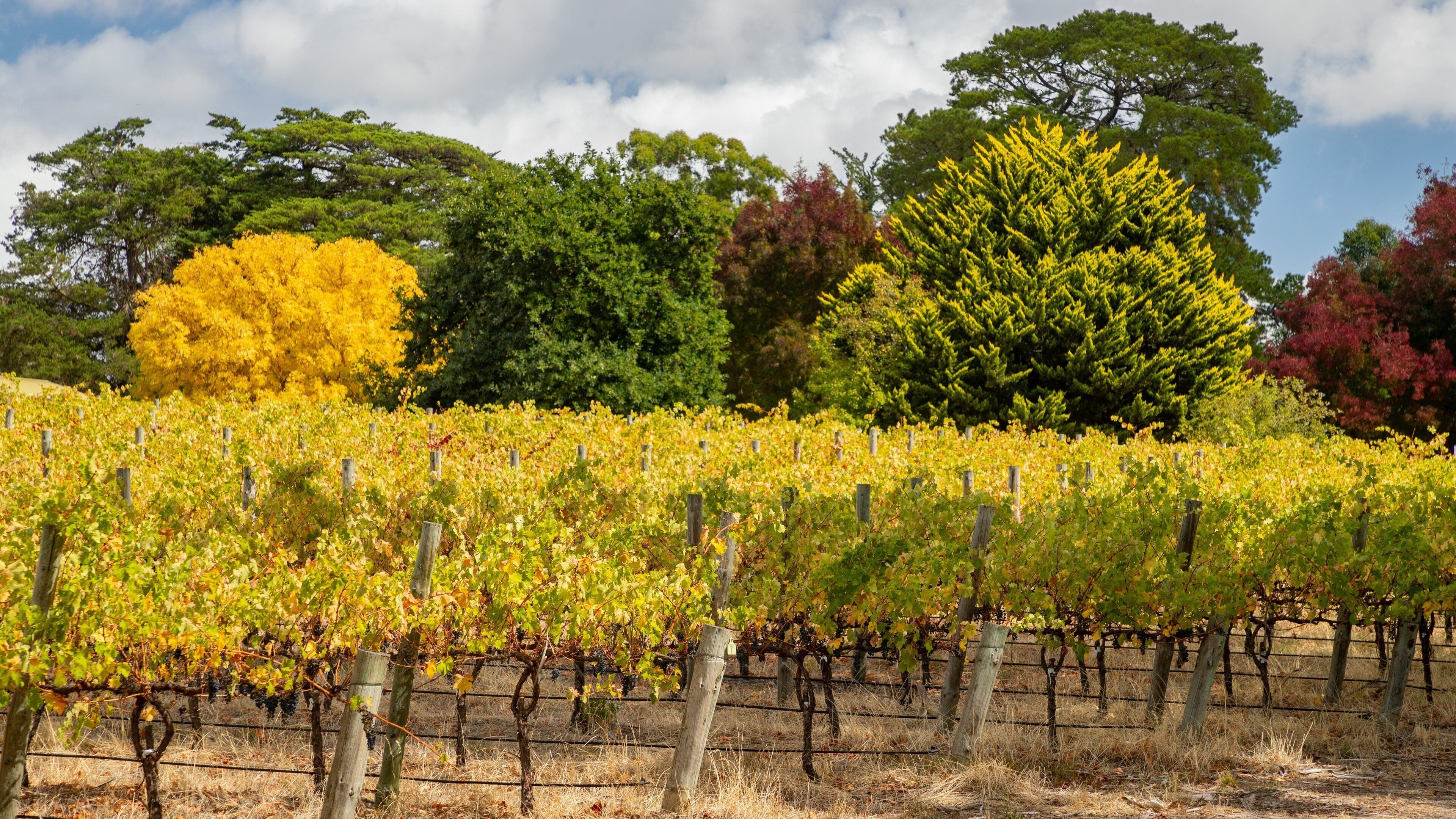 McLaren Vale showing farmland