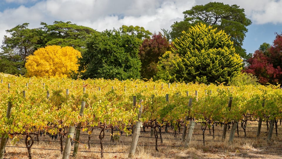 McLaren Vale showing farmland
