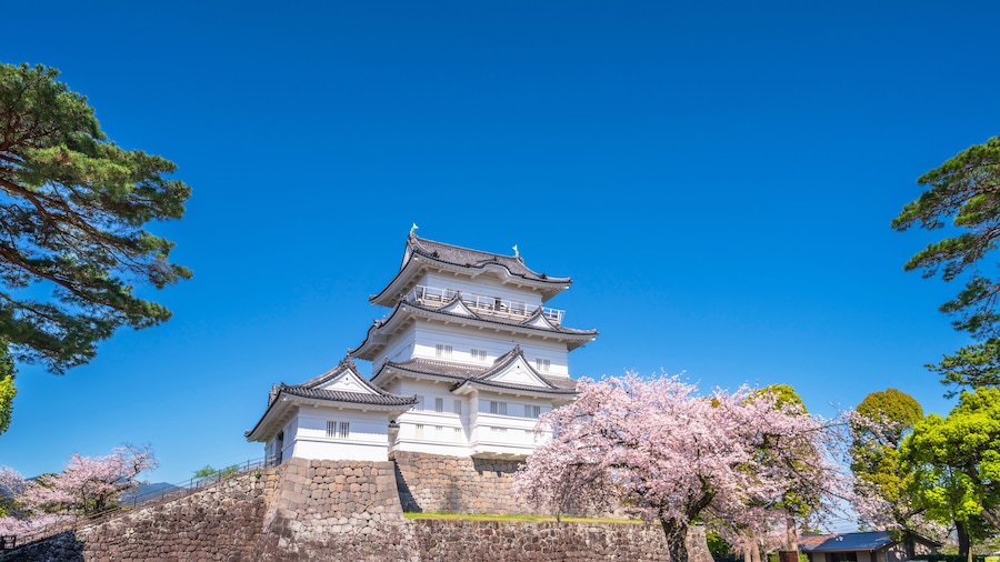 春の小田原城址公園、青空に映える天守閣と桜の風景【神奈川県・小田原市】
The scenery of Odawara Castle and cherry blossoms in the blue sky of spring. - Kanagawa, Japan