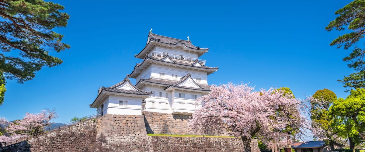 A traditional Japanese castle with multiple tiers, surrounded by cherry blossom trees.