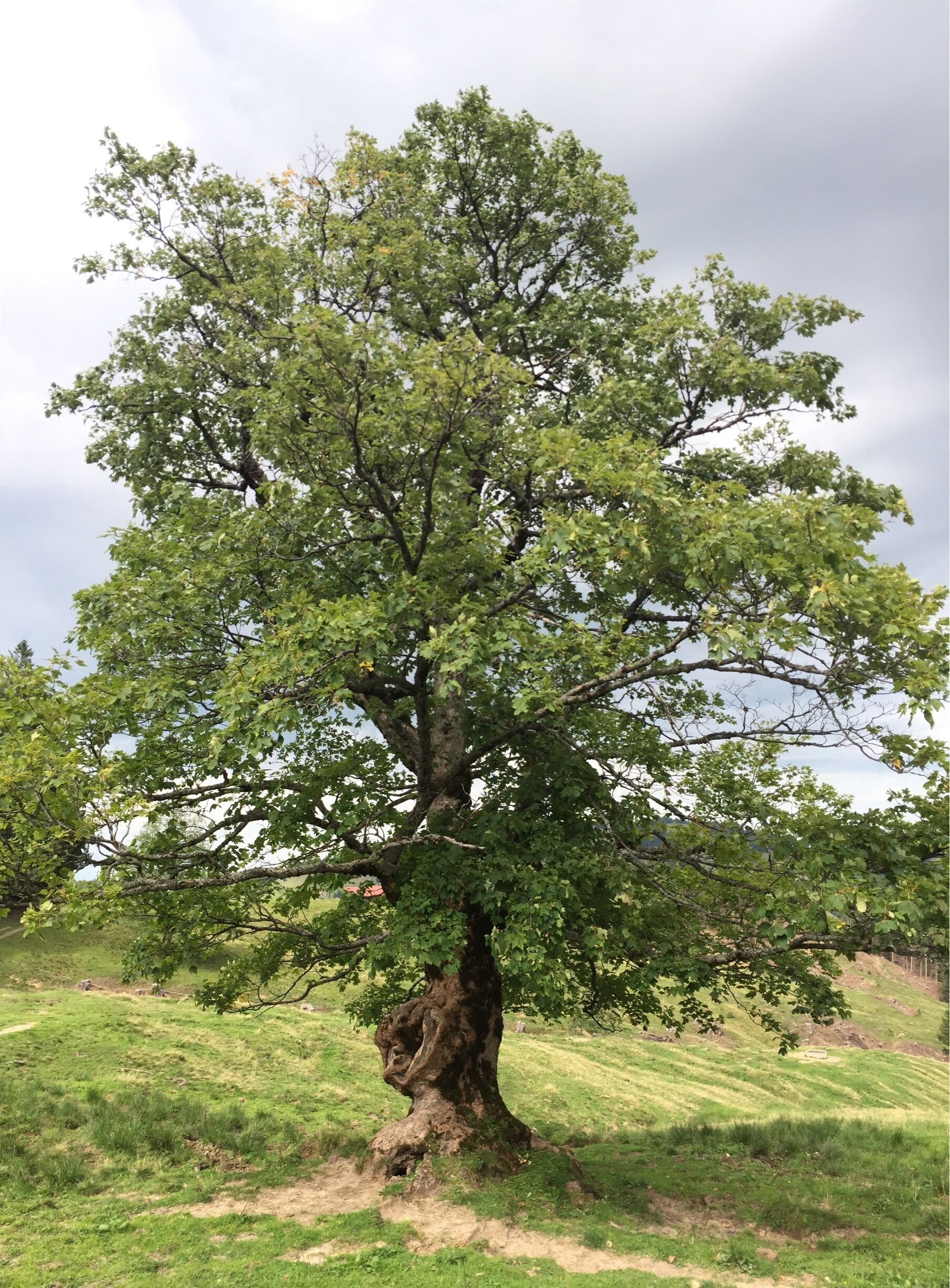 #hiking at the Hochgrat

