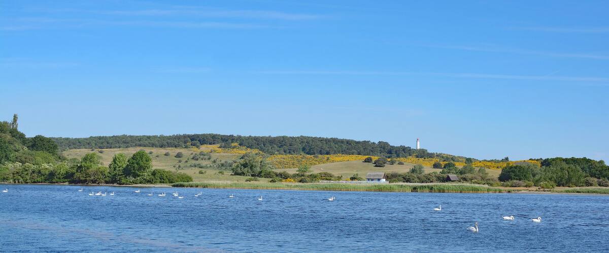 A lake with swans, a lighthouse, and a hill with trees and buildings.