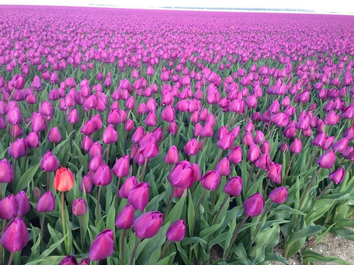 Every year, mid/end April, Holland turns into the postcard country it is known to be. The real life version beats the postcard version by light years. A true national gem. #TroveOn

