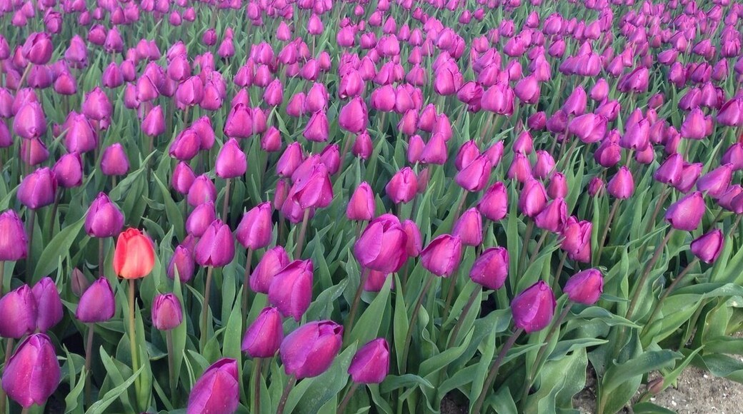 Every year, mid/end April, Holland turns into the postcard country it is known to be. The real life version beats the postcard version by light years. A true national gem. #TroveOn