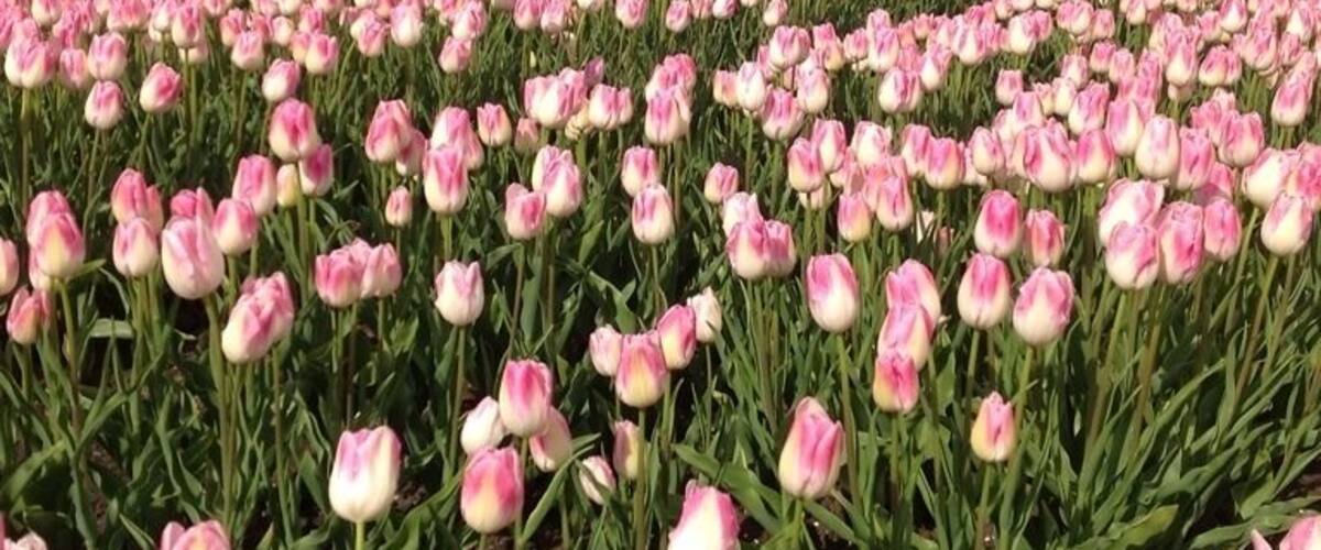 The view from the apartments must be wonderful