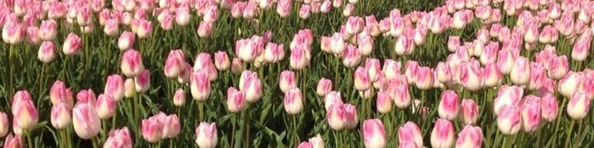 The view from the apartments must be wonderful