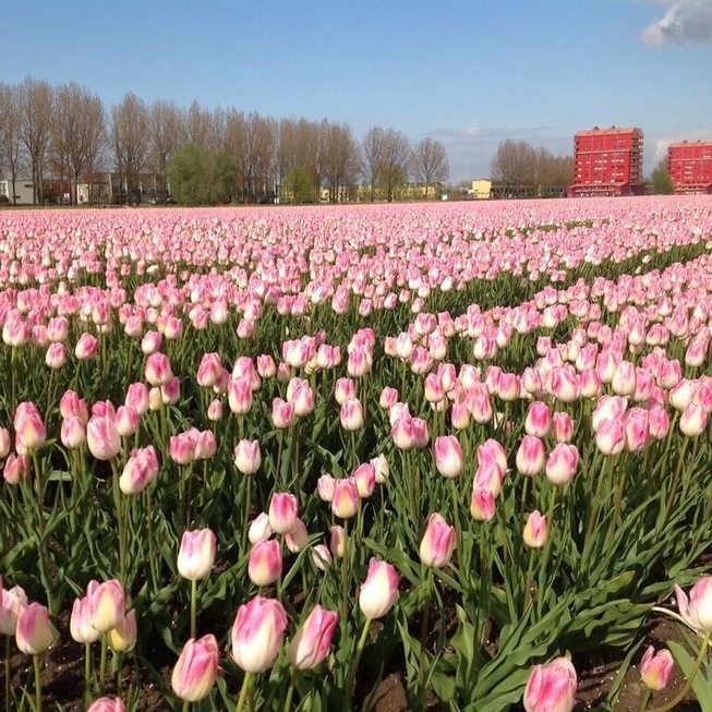 The view from the apartments must be wonderful