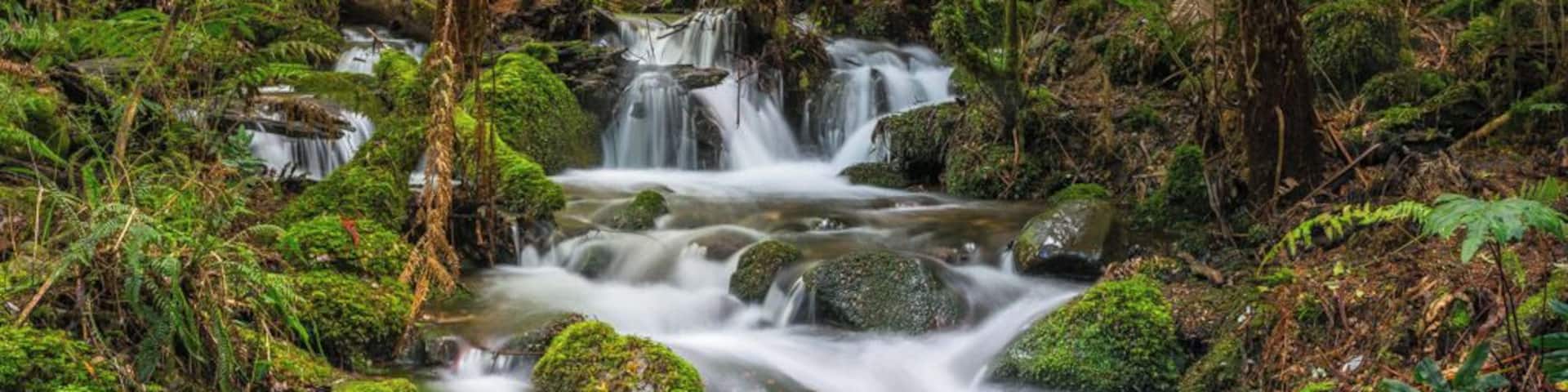 Water Falls tucked away within the Rainforest walk.