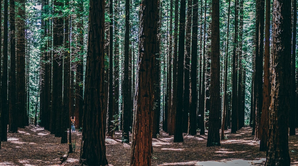 Rows of trees at the Redwood Forest Warburton in the Yarra Valley. Melbourne, Australia.