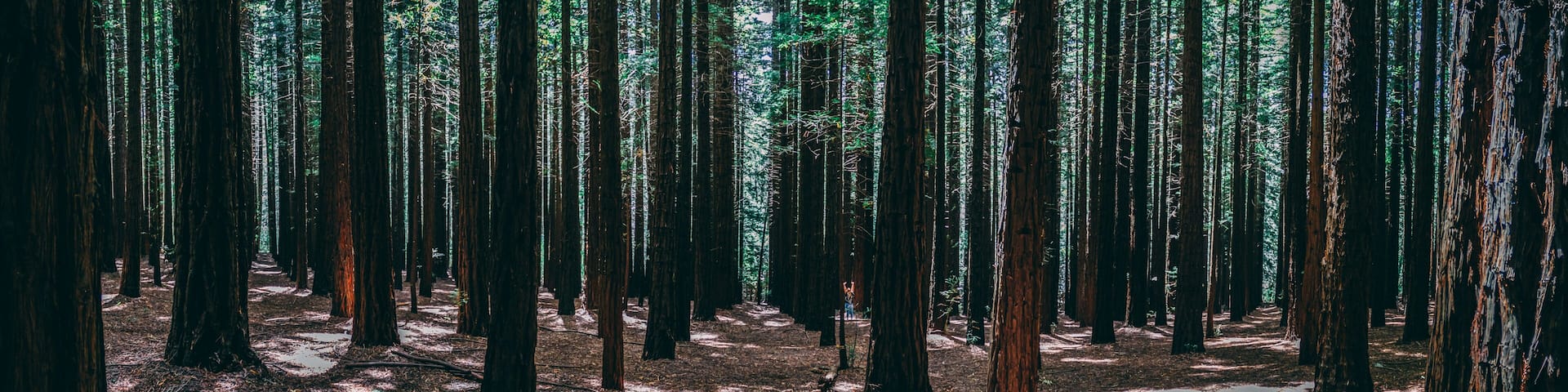 A dense forest with tall trees and a narrow path.