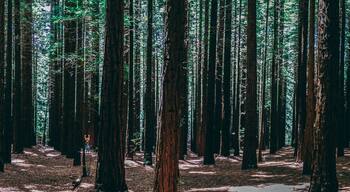 Rows of trees at the Redwood Forest Warburton in the Yarra Valley. Melbourne, Australia.