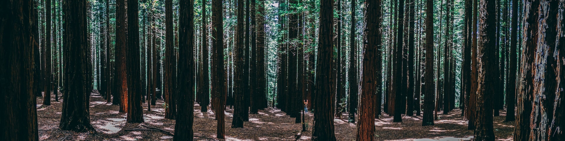 Uma floresta densa com árvores altas e uma trilha estreita.
