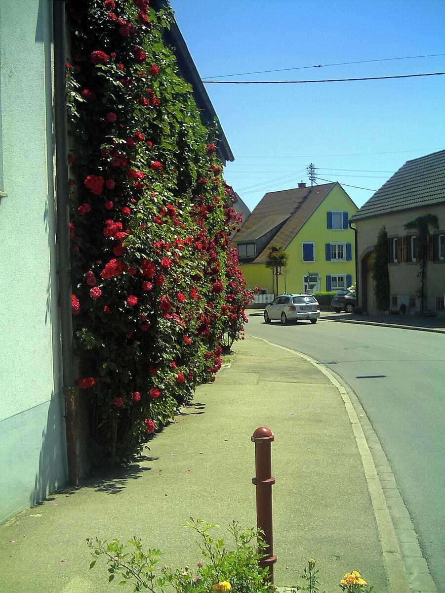 Ihringen Vines