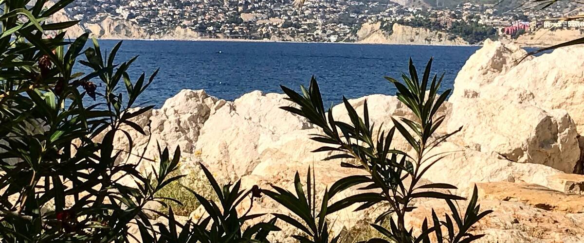 A view through the palm trees.