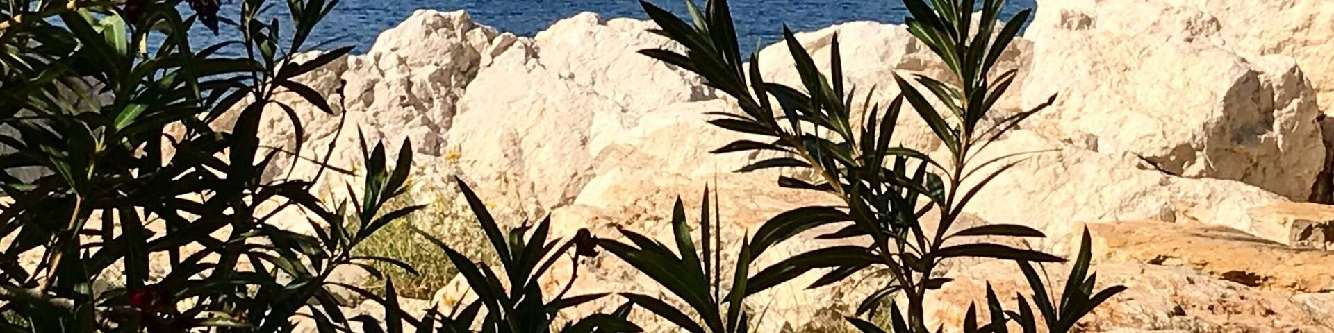 A view through the palm trees.