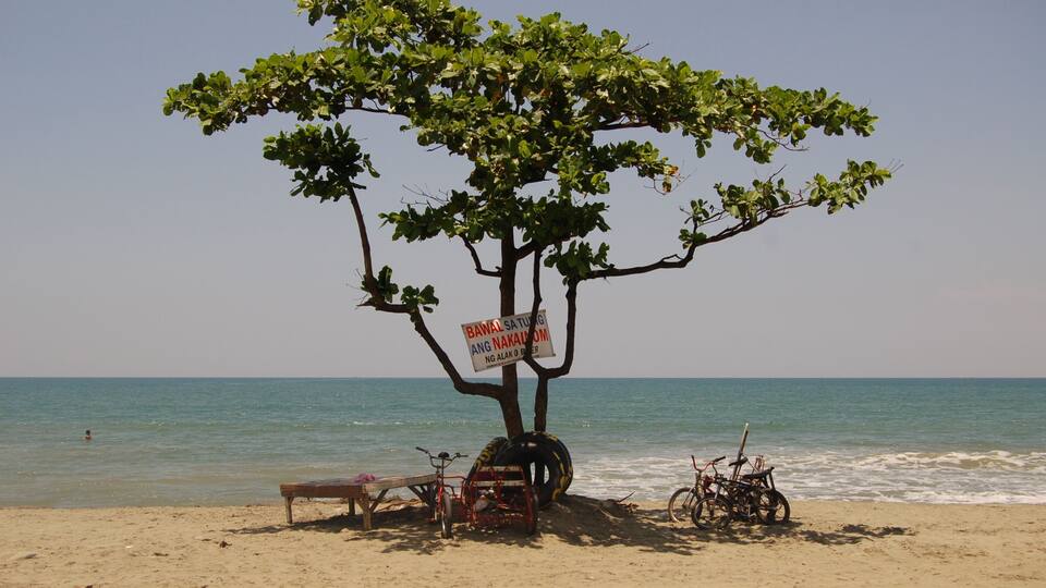 A beach with a tree, a bench, and bicycles.